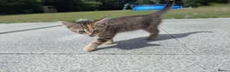 British Shorthair cats for sale: 3 kittens 2 male and one female.   - Advert 2