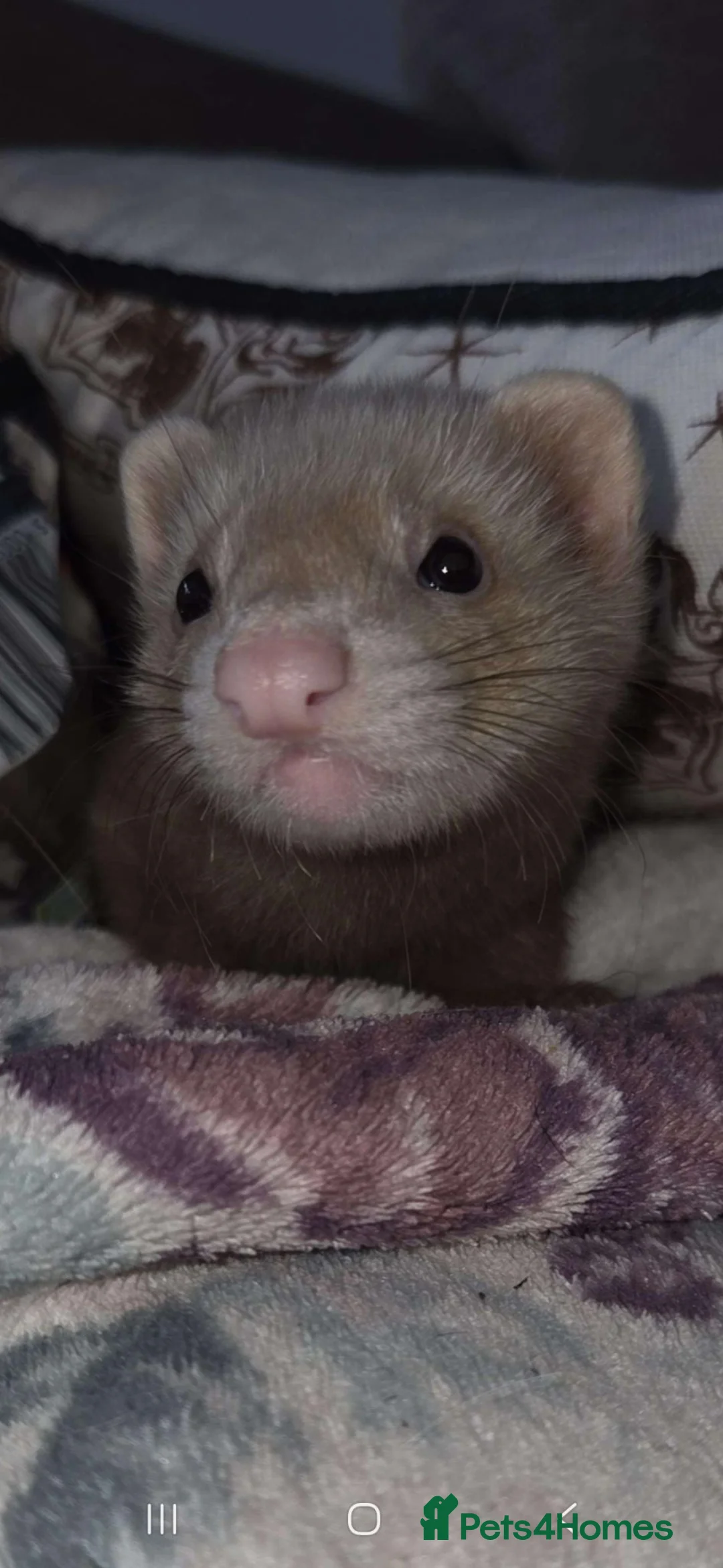 Ferret rodents for sale: Jill kit looking for new home - Advert 2