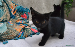 Mixed Breed cats for sale: Gorgeous Maine-Coon/Ragdoll/Bombay Mix Kittens!!! - Image 5