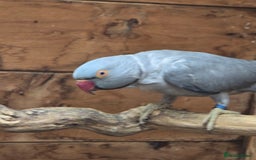 Parrots birds for sale: Male  and female indian ringneck parrots - Image 3