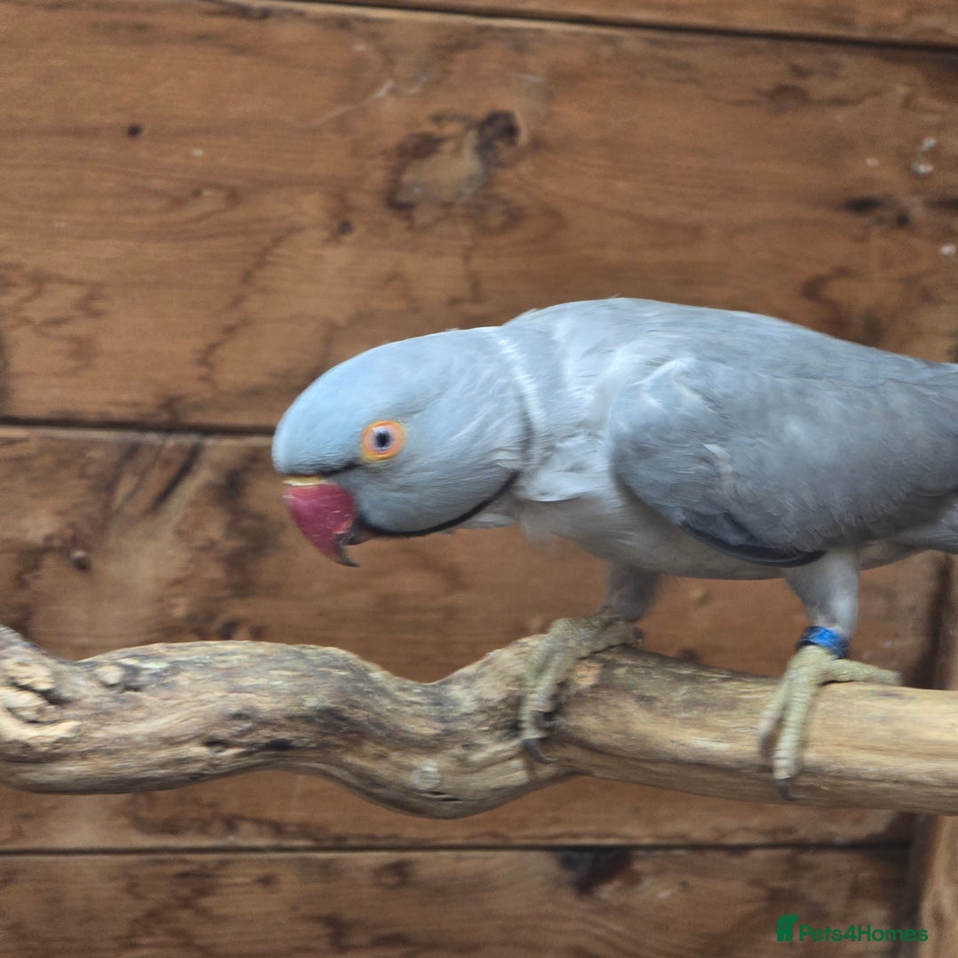 Parrots birds for sale: Male  and female indian ringneck parrots - Image 3