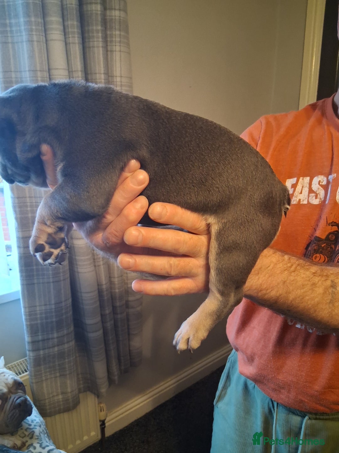 French Bulldog dogs for sale: French bulldogs - Advert 8