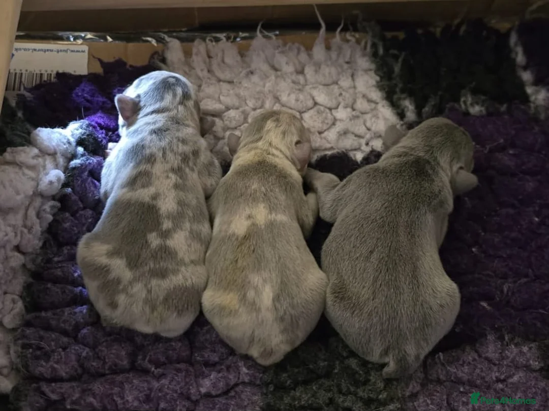 French Bulldog dogs for sale: 3 Male French Bulldogs READY TO GO - Advert 2