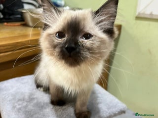 Ragdoll cats - Advert 13