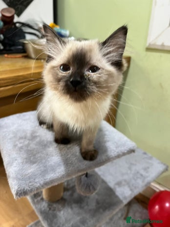 Ragdoll cats - Advert 3