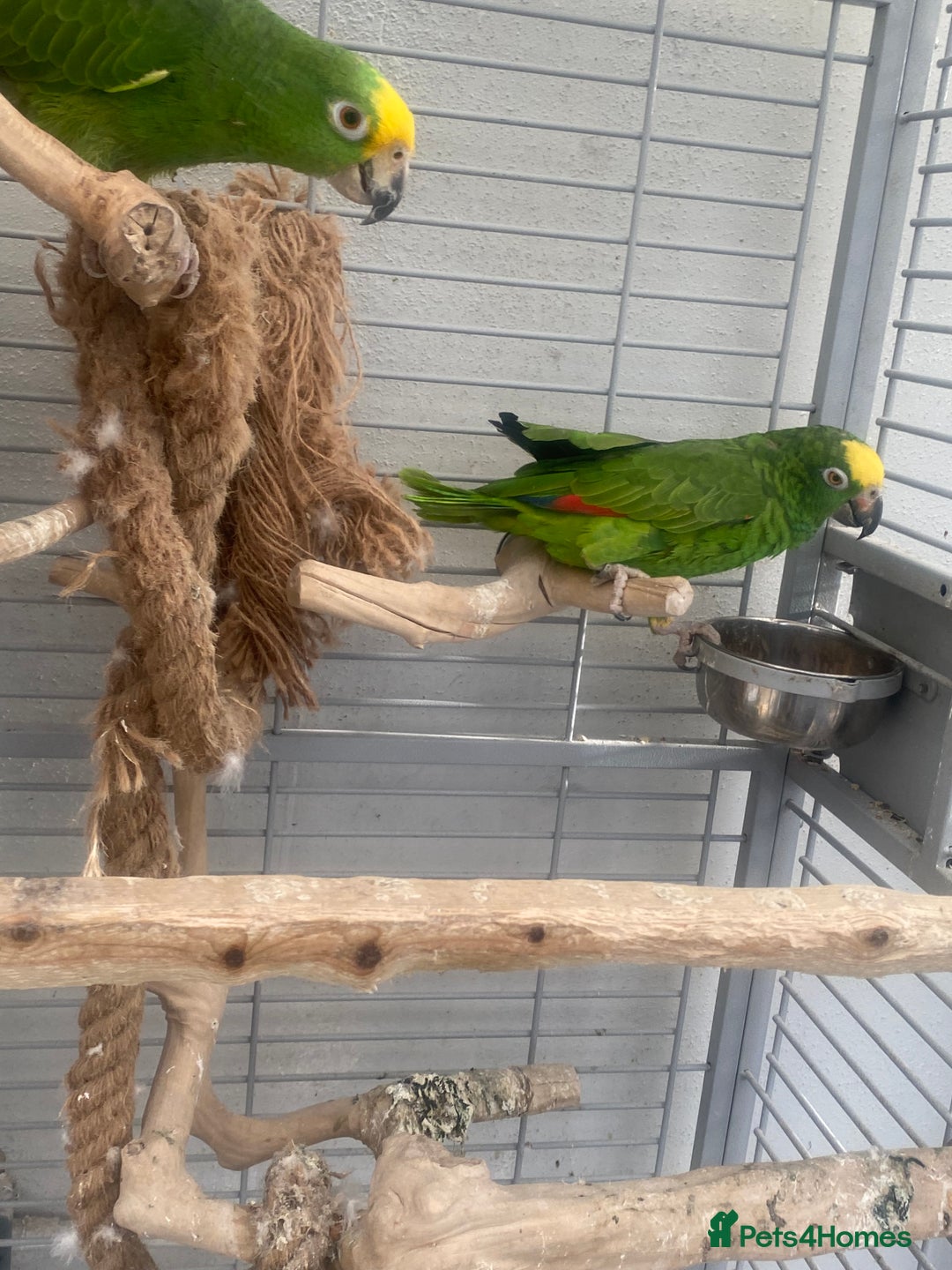 Parrots birds for sale: AMAZON YELLOW CROWNED PANAMA PROVEN PAIR - Image 18