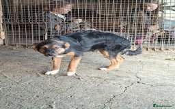 Mixed Breed dogs for adoption: Sherman - north Walsham Norfolk  - Image 3
