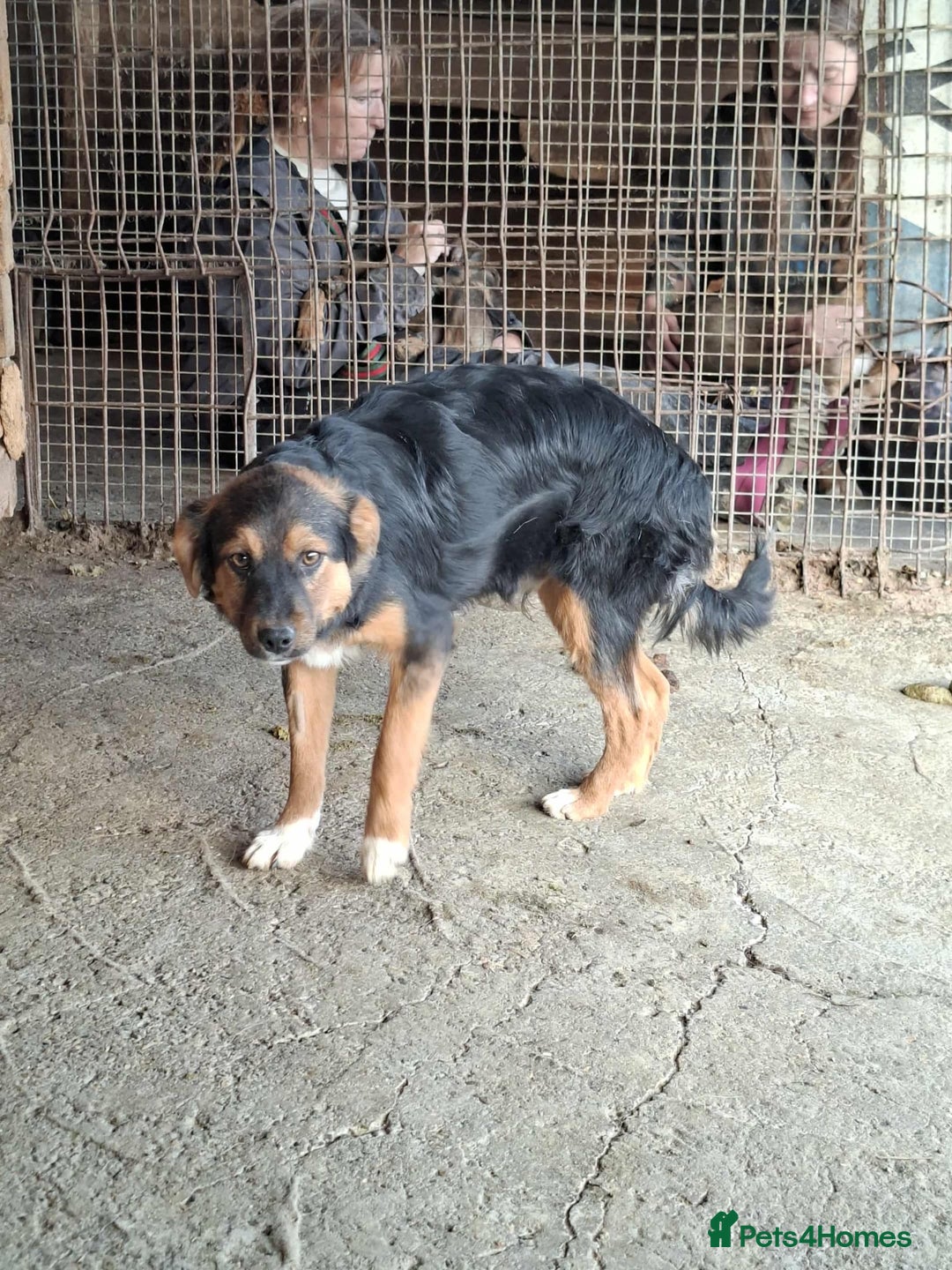 Mixed Breed dogs for adoption: Sherman - north Walsham Norfolk  - Image 3