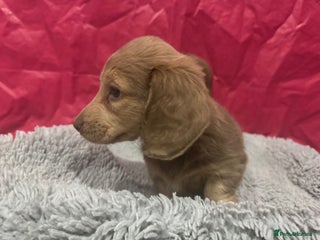 Miniature Dachshund dogs Long haired mini dachshunds top quality - Advert 15