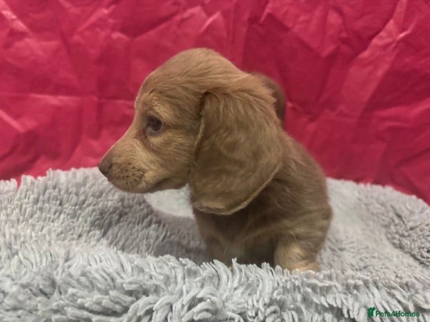 Miniature Dachshund dogs Long haired mini dachshunds top quality - Advert 2