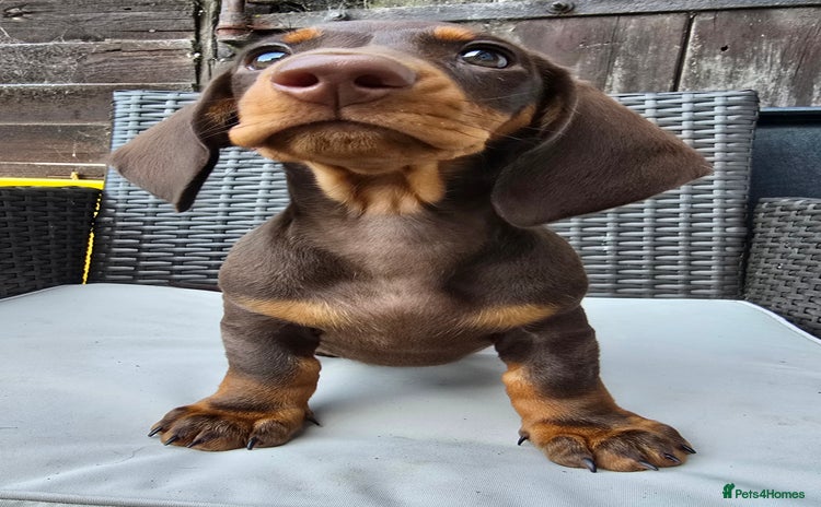 Dachshund dogs in Boston - Advert 4