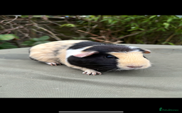 Guinea Pig rodents for sale: 2 pairs and Kavee cage - Image 8