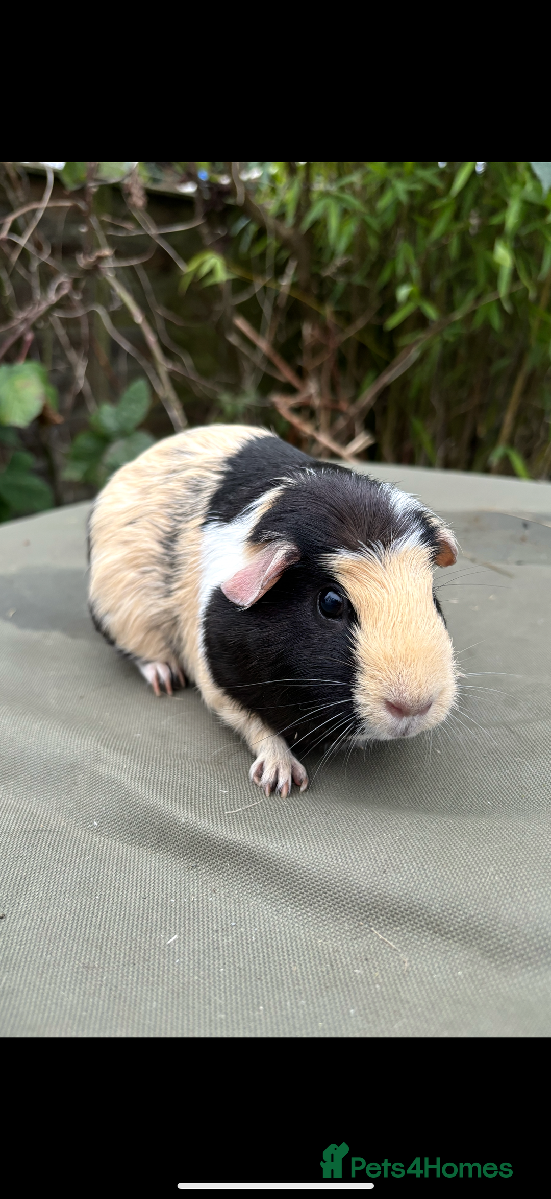 Guinea Pig rodents for sale: 2 pairs and Kavee cage - Image 8