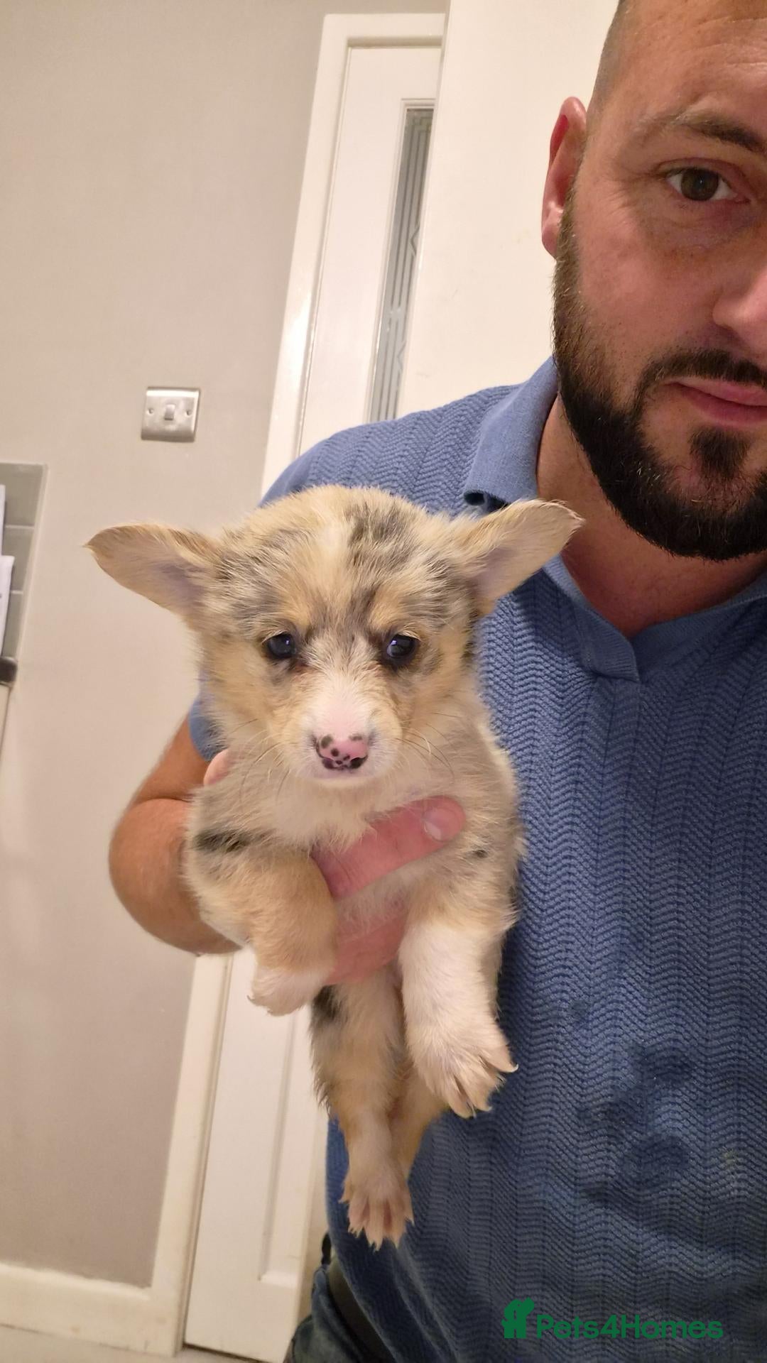 Mixed Breed dogs Rare- Pembroke sheltie Puppies  - Advert 10