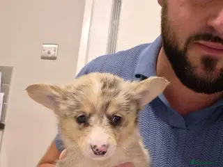 Mixed Breed dogs Rare- Pembroke sheltie Puppies - Advert 10