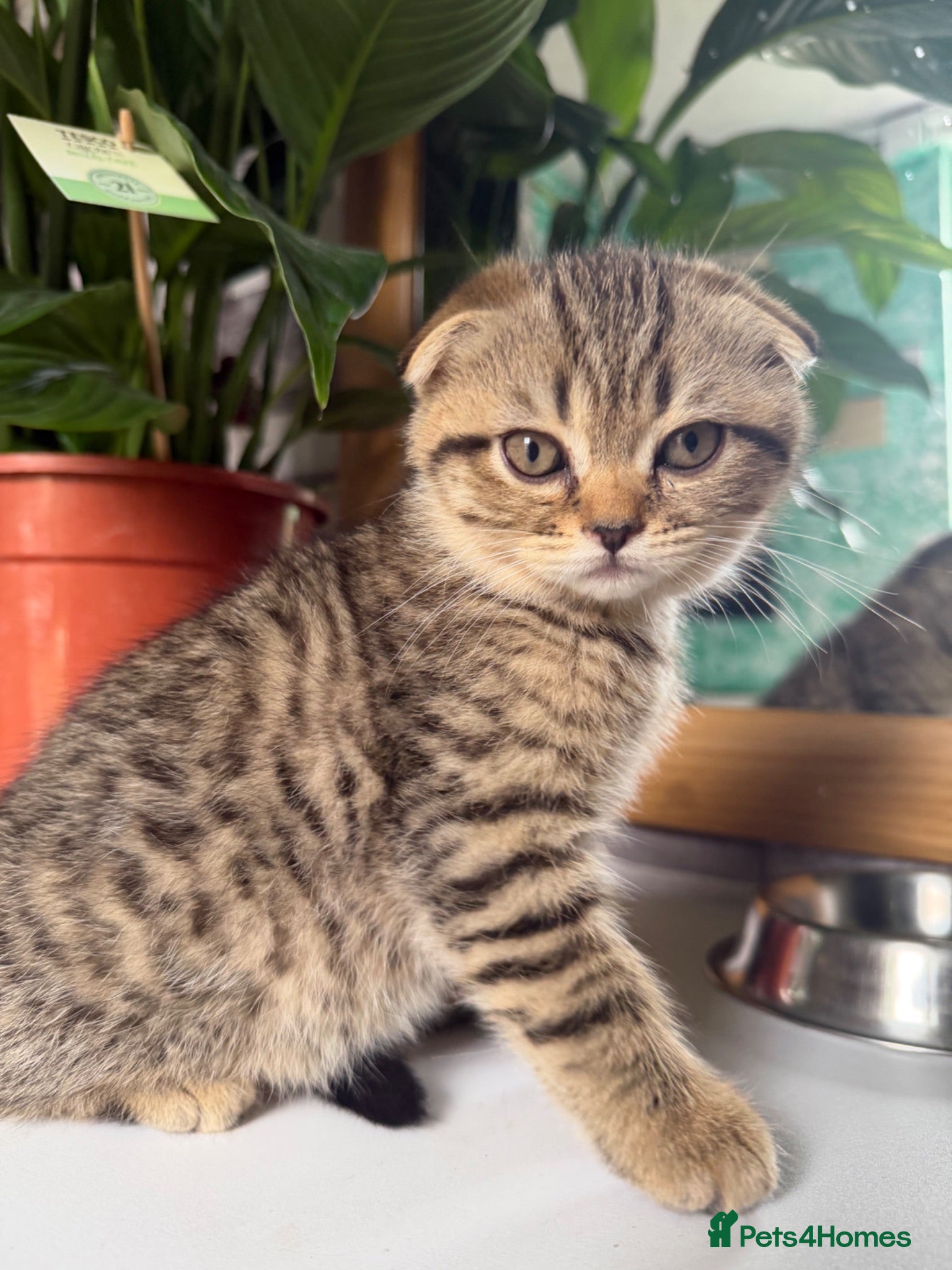 Scottish Fold cats Beautiful Scottish Fold & Straight Female Kittens - Advert 2