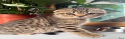 Scottish Fold cats for sale: Beautiful Scottish Fold & Straight Female Kittens - Advert 2