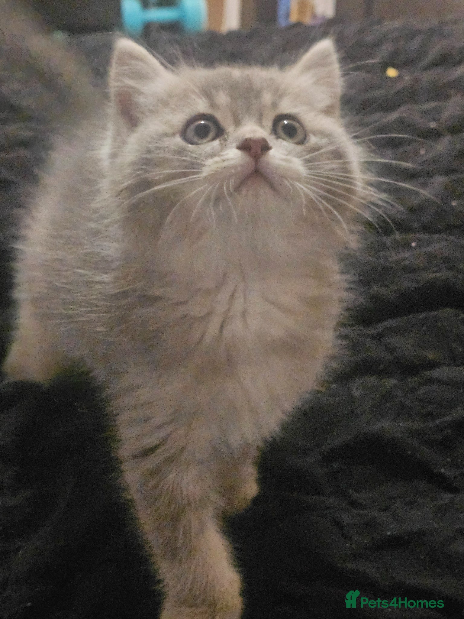 Mixed Breed cats BSH/RAGDOLL kittens last boy available  - Advert 10