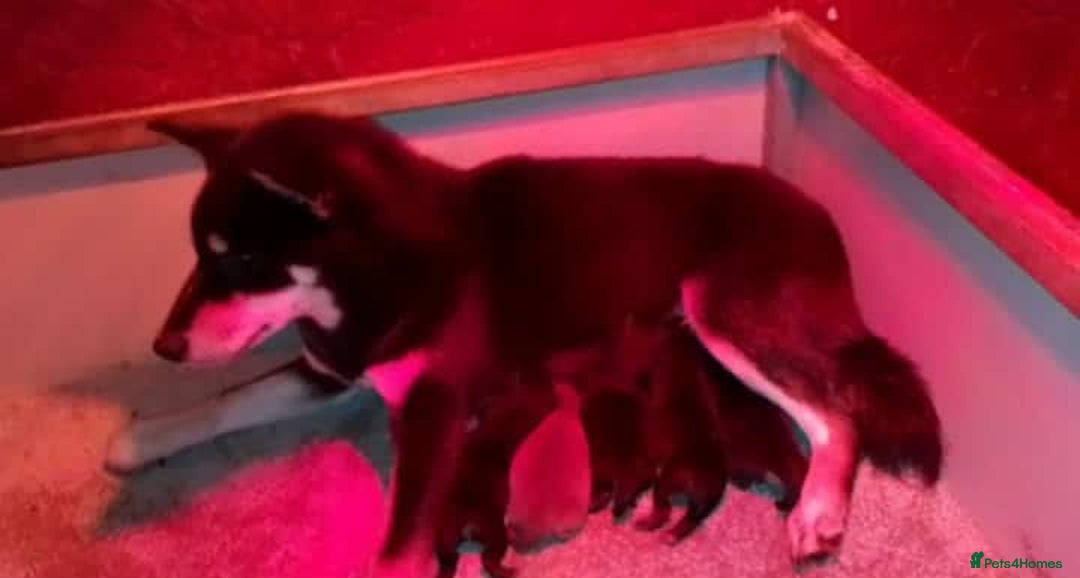 Japanese Shiba Inu dogs for sale: Super quality Shiba Inu puppies  - Image 2