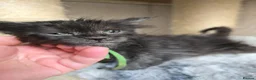 Maine Coon cats for sale: Hand Reared Black Smoke Maine Coon Kittens - Advert 15