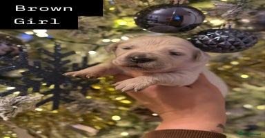 Golden Retriever dogs KC REG WHITE FULLY HEALTH TESTED PARENTS - Advert 5