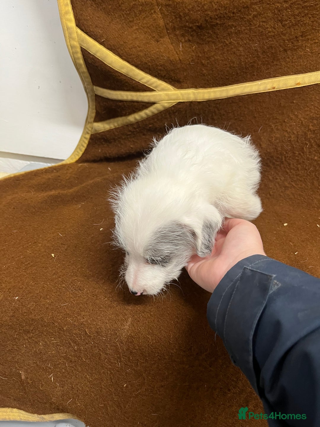 Jackapoo dogs for sale: Beautiful Jackapoo Puppies, READY NOW - Image 20