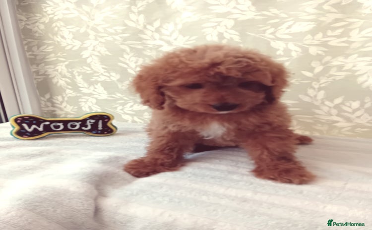 Cavapoo dogs - Advert 4