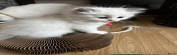 Ragdoll cats for sale: GCCF Reg Purebred Ragdoll kittens - Advert 3