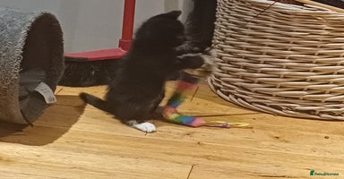 Mixed Breed cats - Advert 14