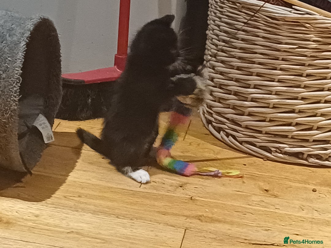 Mixed Breed cats for sale: Two beautiful playful kittens - Image 2