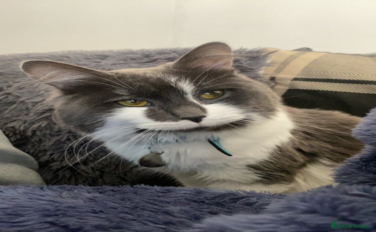 Domestic Shorthair cats - Advert 8