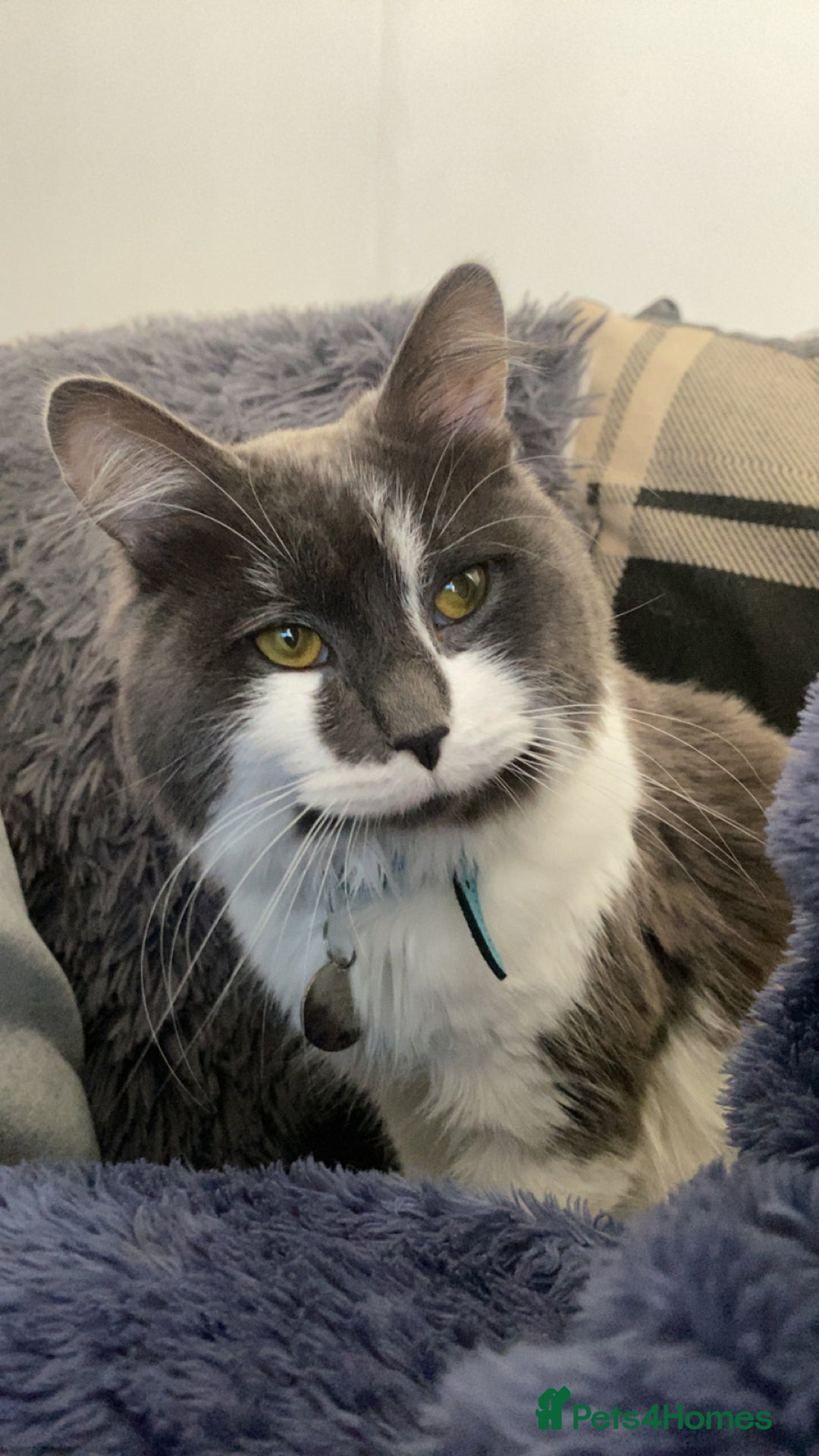 Domestic Shorthair cats for sale: Bisk , Cali & Scottie  - Image 2