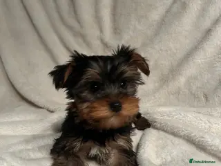 Yorkshire Terrier dogs Gorgeous Yorkshire terrier puppies - Advert 3