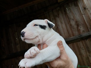 English Bull Terrier dogs - Advert 5