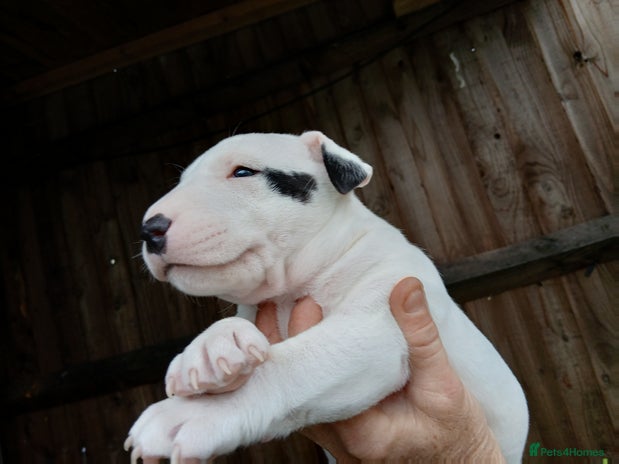 English Bull Terrier dogs - Advert 5