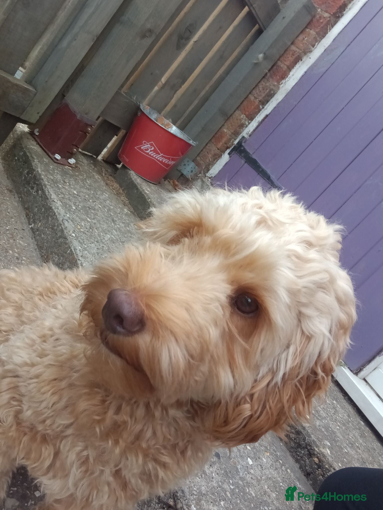Cockapoo dogs Beautiful but vocal 1 year old cockapoo - Advert 1