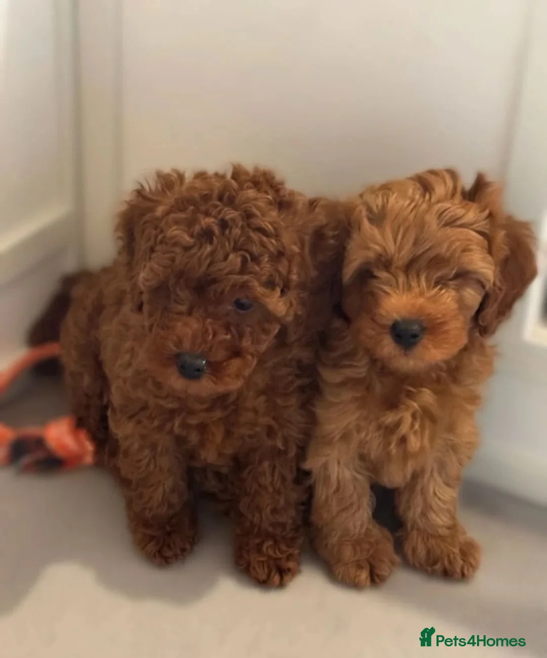 Cavapoo dogs for sale: Adorable Cavapoo Puppies - Advert 5