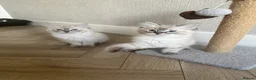 Ragdoll cats for sale: Ragdoll X Lynx kitten - Advert 4