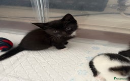 Mixed Breed cats for sale: Black & white kittens available - Image 1
