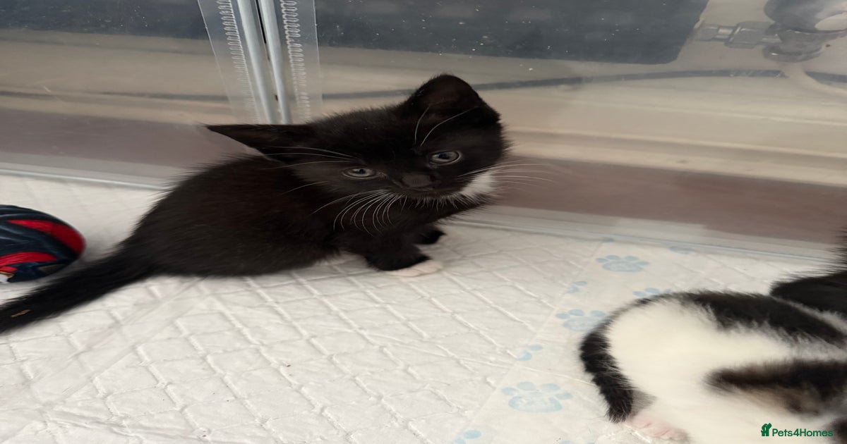 Black & white kittens available for sale in Glasgow | Pets4Homes