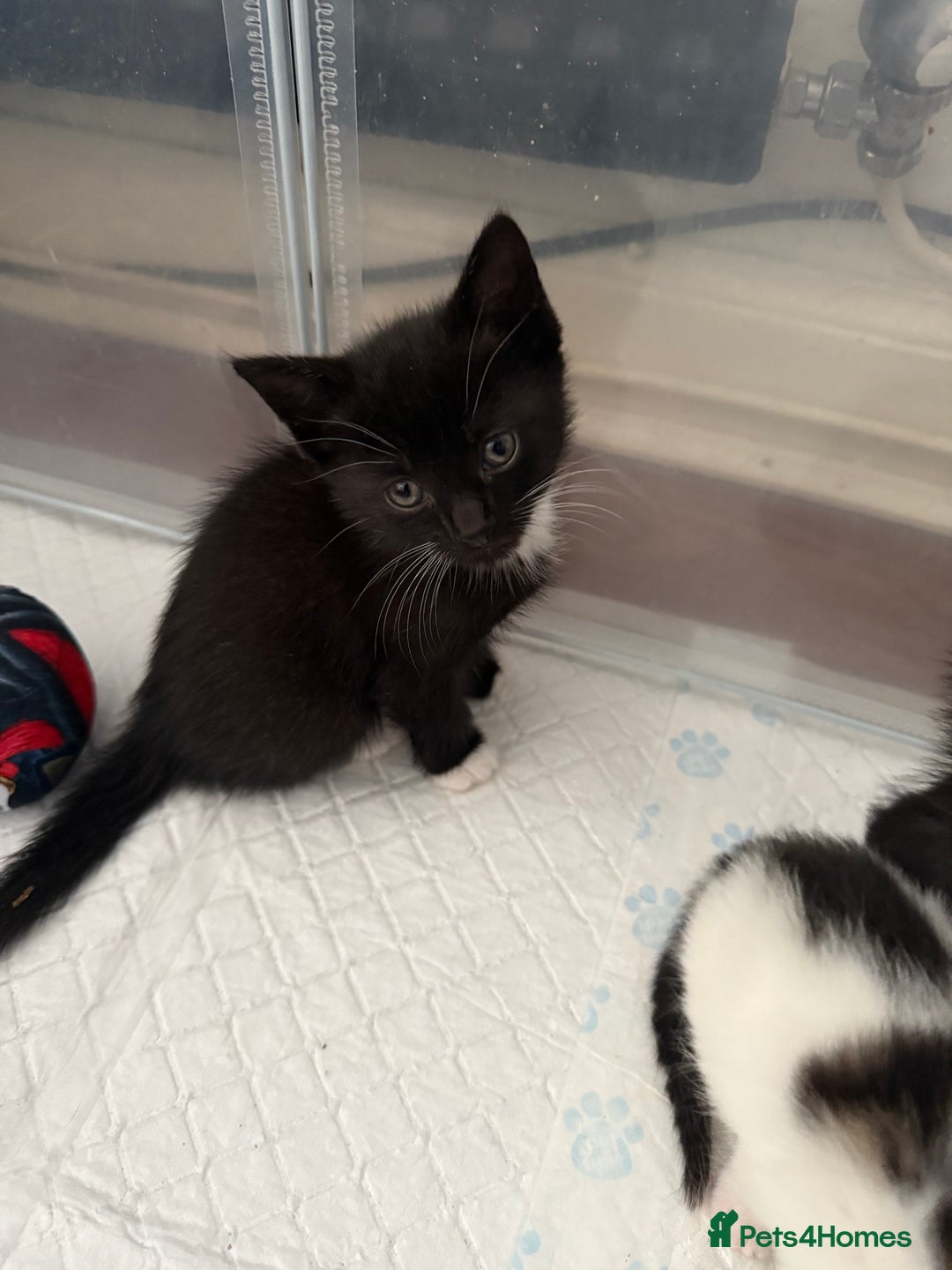 Mixed Breed cats for sale: Black & white kittens available - Image 1