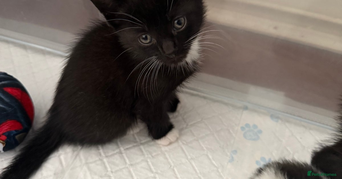 Black & white kittens available for sale in Glasgow | Pets4Homes