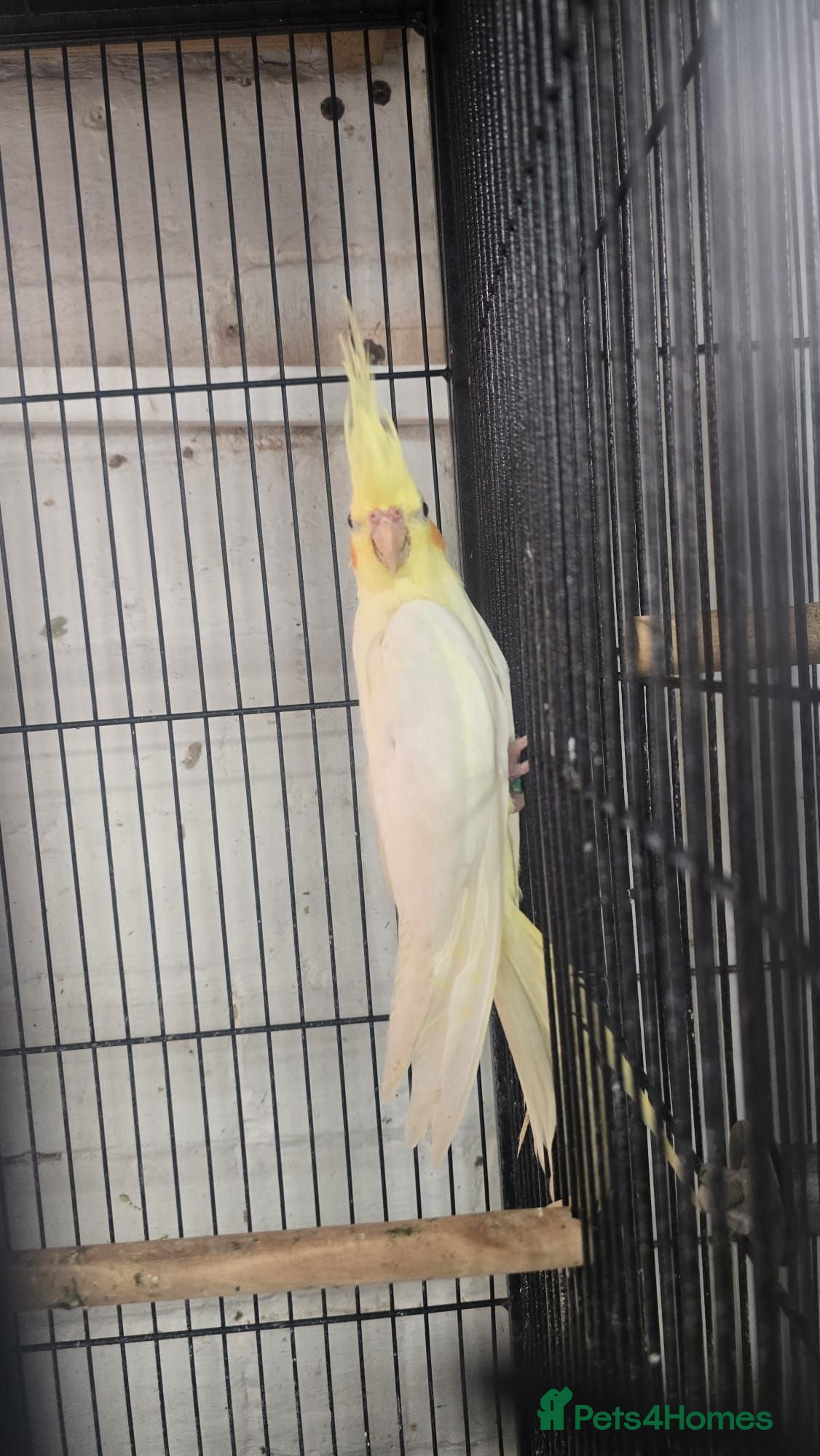 Cockatiels birds Cockatiel - Advert 2