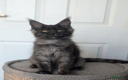 Maine Coon cats for sale: Maine coon kittens, Tica registered  - Image 32