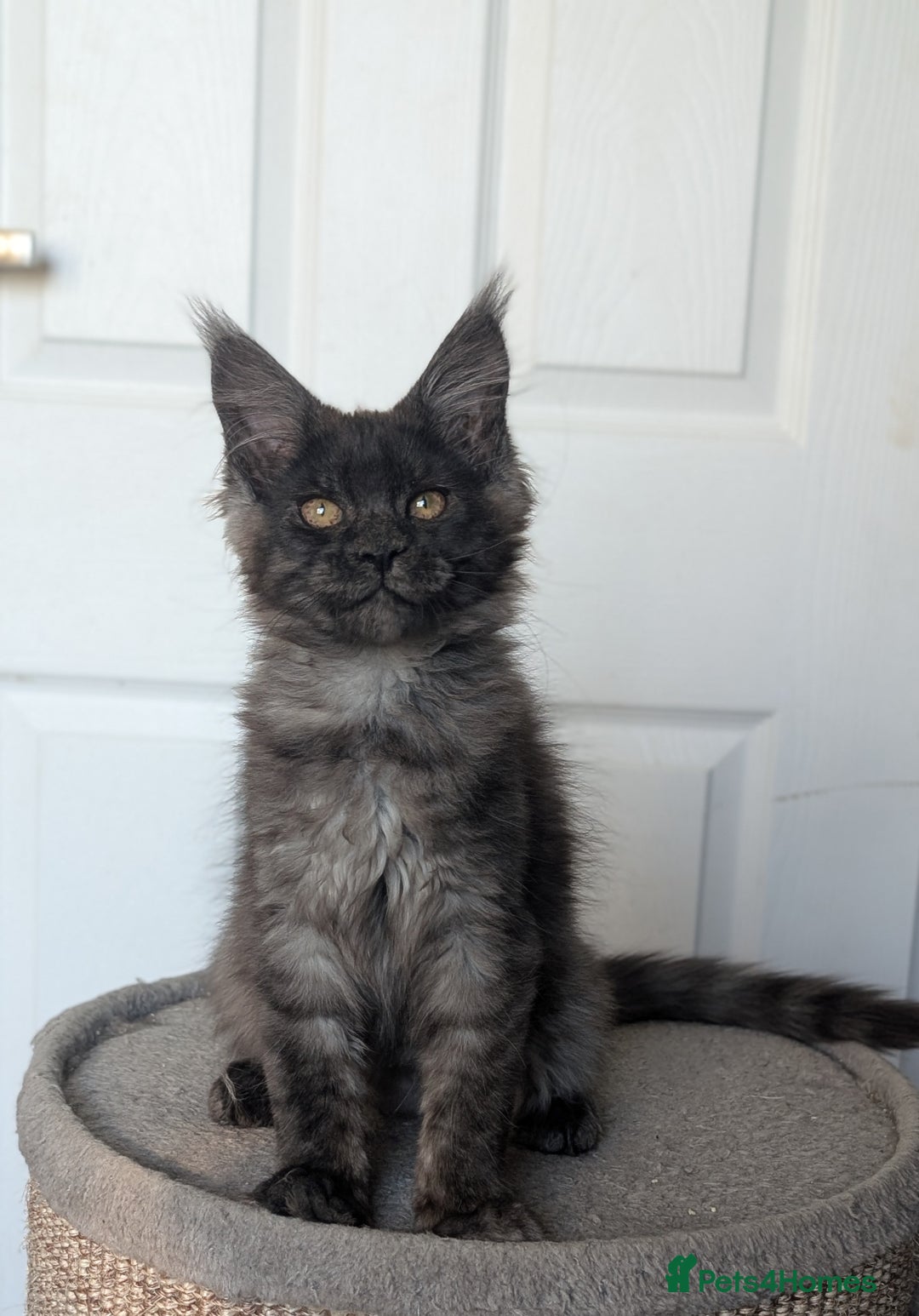 Maine Coon cats for sale: Maine coon kittens, Tica registered  - Image 32