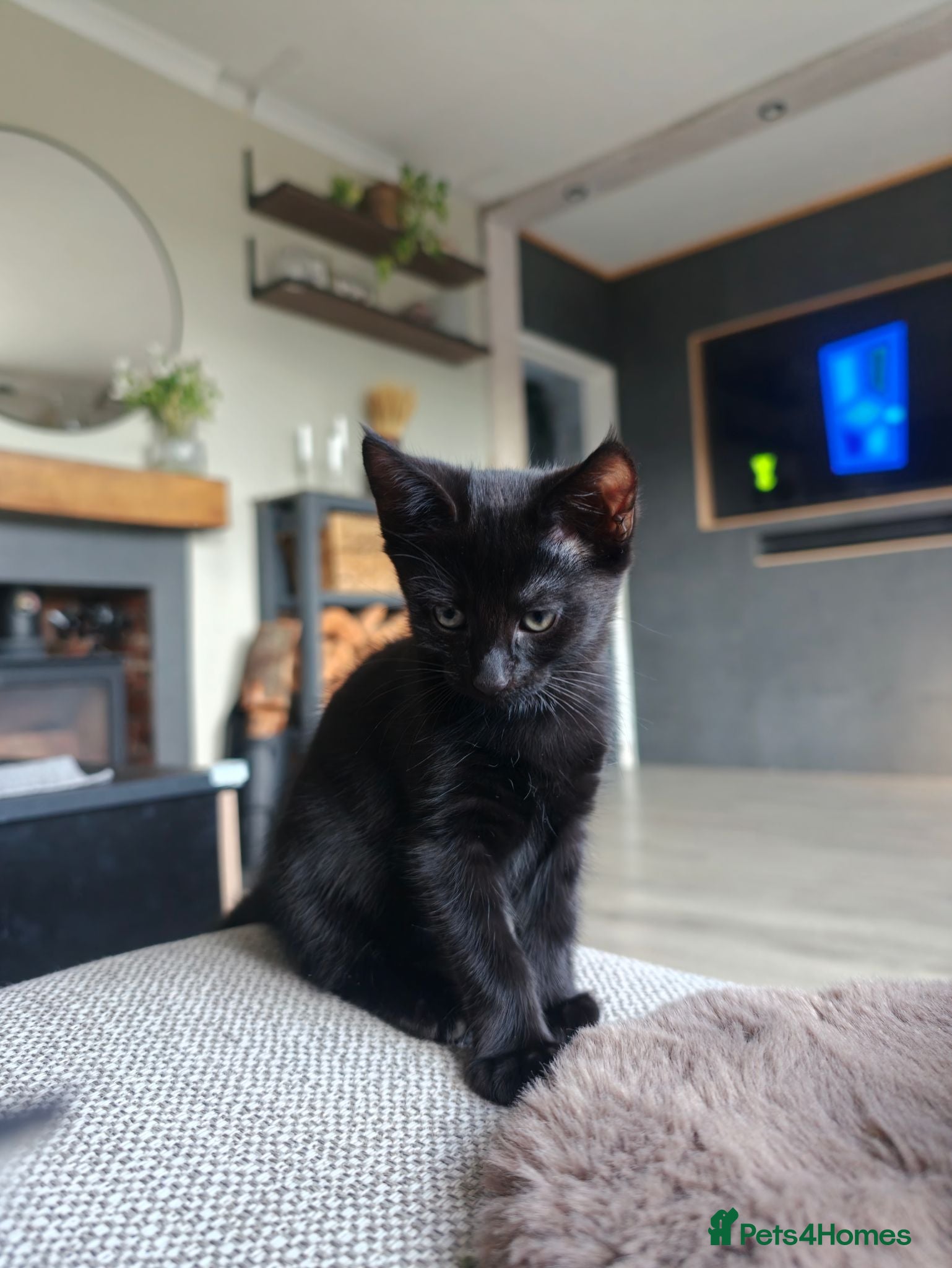 Mixed Breed cats Mixed Maine Coon Kittens :) - Advert 2