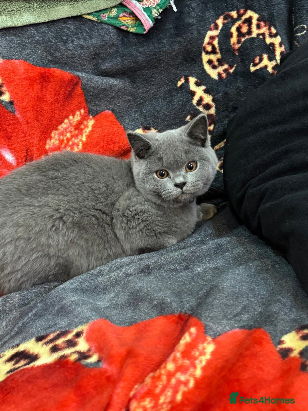 British Shorthair cats for sale: GCCF BSH Kittens pet homes only  - Image 39