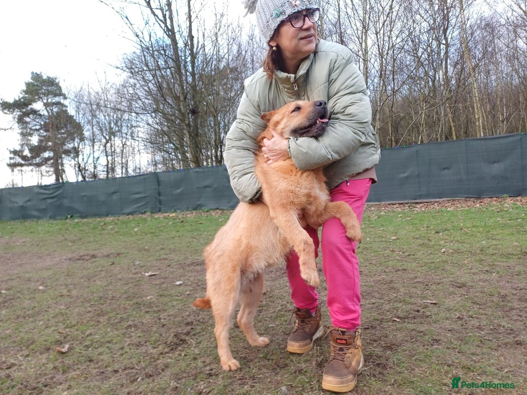 Mixed Breed dogs for adoption: 🐾 Meet IZZY 🐾 💛 A loyal heart & love to give 💛 - Advert 5