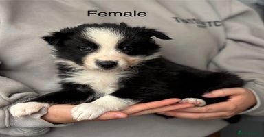 Border Collie dogs - Advert 8