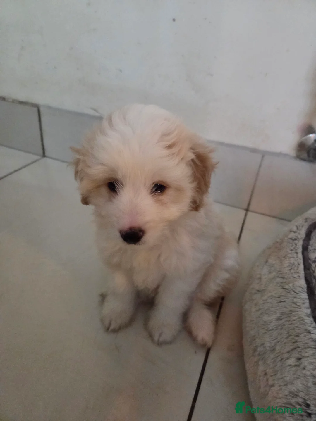 Bordoodle dogs for sale: Bordoodle pups - Advert 10